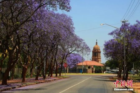 资料图：南非比勒陀利亚著名的“蓝花楹大道”。中新社记者 王曦 摄