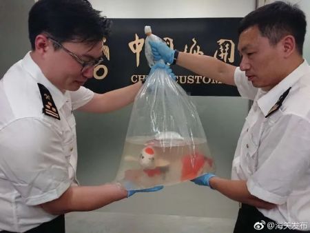 　　资料图：沈阳海关旅检进境渠道查获活体水生观赏鱼