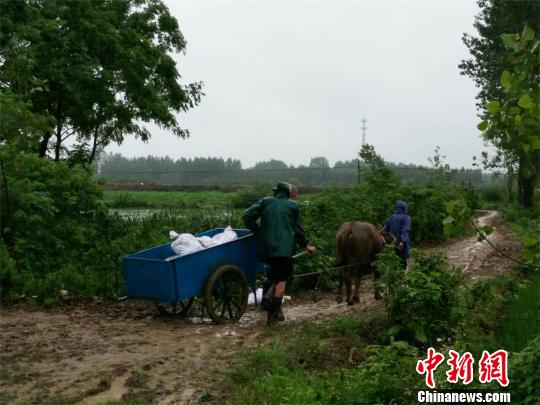 侨眷侨属和所在地村民一起用牛拉车的方式运送沙袋　马芙蓉　摄